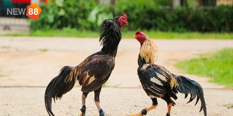 Đá gà cựa sắt là gì? Đá gà cựa sắt là gì?