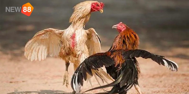 Lý do nên chọn chơi đá gà cựa sắt tại NEW88