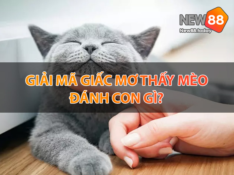 Nằm mơ thấy mèo trắng - mơ thấy mèo đánh con gì Nằm mơ thấy mèo trắng - mơ thấy mèo đánh con gì