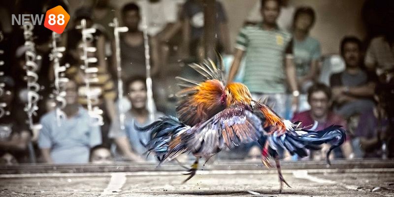 Giới thiệu về kinh nghiệm cá cược đá gà trực tuyến Giới thiệu về kinh nghiệm cá cược đá gà trực tuyến