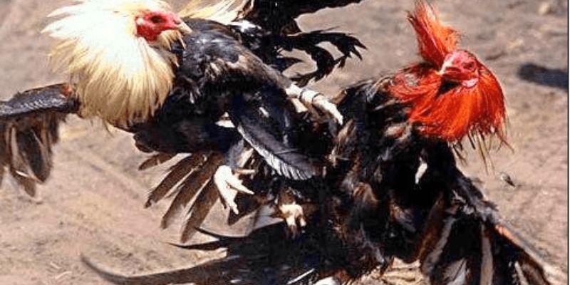 Tổng hợp đá gà Campuchia siêu kinh điển